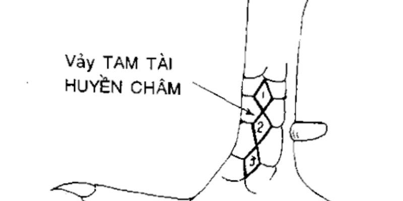 Vảy Gà Tam Tài - Nhận Biết Chiến Kê Giỏi Qua Các Loại Vảy 3 Một số kiểu vảy gà tam tài - đặc điểm nhận biết chiến kê giỏi